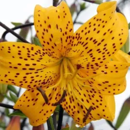 lilia-tygrysia-yellow-tiger-1-szt-cebule-cebulki-lilii-lilie