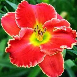 hemerocallis-liliowiec-roses-in-snow-1-szt-sadzonka-bylina-klacze