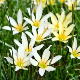 zephyranthes-zefirant-bialy-10-szt-cebule-cebulki