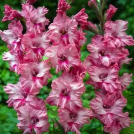 mieczyk-karbowany-kingston-ruffle-5-szt-cebulki-cebule-kwiaty