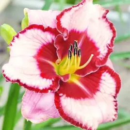 hemerocallis-liliowiec-lies-and-lipstick-1-szt-bylina-sadzonka-sadzonki