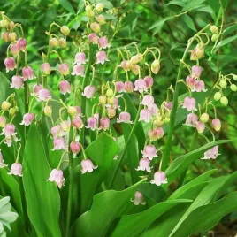 convallaria-majalis-konwalia-majowa-rozowa-1-szt-bylina-sadzonka-sadzonki