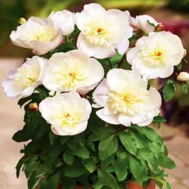 paeonia-piwonia-doniczkowa-patio-madrit-1-szt-sadzonka-sadzonki