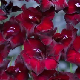 gladiolus-mieczyk-bordowy-50-szt-cebule-cebulki