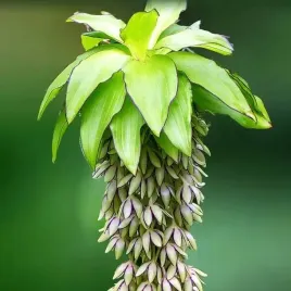 eucomis-bicolor-eukomis-lilia-ananasowa-1-szt-cebule-cebulki-cebule-cebulk
