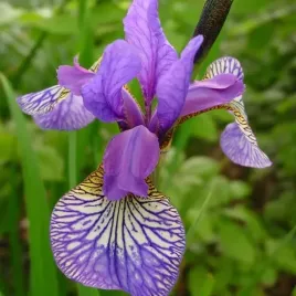 irys-sibirica-syberyjski-shaker-s-prayer-1-szt-bylina-sadzonka-sadzonki