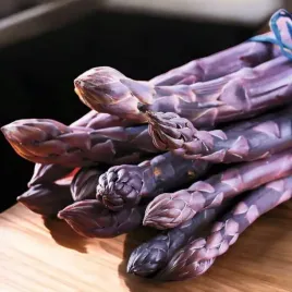 asparagus-szparag-lekarski-pacific-purple-1-szt-bylina-sadzonka-sadzonki