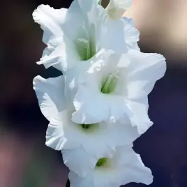 gladiolus-mieczyk-white-friendship-5-szt-cebulki-cebule-kwiaty