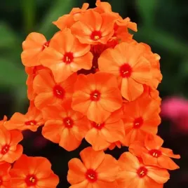 phlox-flox-plomyk-wiechowaty-pomaranczowy-1-szt-sadzonka-sadzonki-klacze