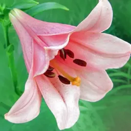 lilia-trabkowa-casa-rosa-1-szt-cebule-cebulki-lilii-lilie