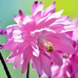 aquilegia-orlik-pelny-barlow-pink-1-szt-bylina-sadzonka-sadzonki