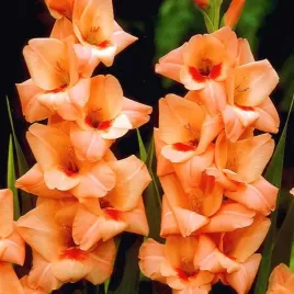 gladiolus-mieczyk-orange-king-5-szt-cebulki-cebule-kwiaty