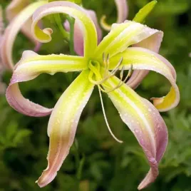 hemerocallis-liliowiec-desert-icicle-1-szt-sadzonka-bylina-klacze