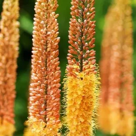 eremurus-pustynnik-cleopatra-1-szt-sadzonka-sadzonki-klacze