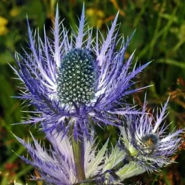 eryngium-alpinum-mikolajek-alpejski-1-szt-bylina-sadzonka-sadzonki