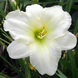 hemerocallis-liliowiec-arctic-snow-1-szt-sadzonka-bylina-klacze