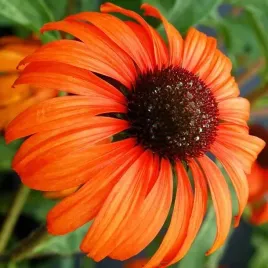 echinacea-jezowka-pomaranczowa-1-szt-bylina-sadzonka-sadzonki