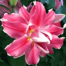 lilia-orientalna-pelna-lila-cloud-1-szt-cebulki-cebule-lilii-lilie