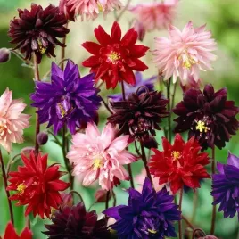aquilegia-orlik-pelny-mieszanka-mix-5-szt-bylina-sadzonka-sadzonki