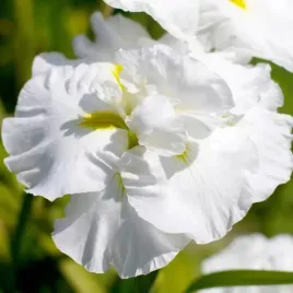 irys-sibirica-syberyjski-double-play-1-szt-bylina-sadzonka-sadzonki