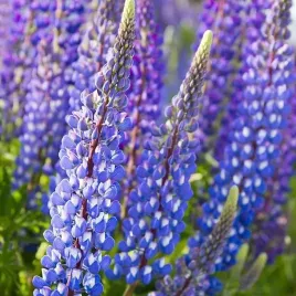 lupinus-lubin-trwaly-niebieski-1-szt-bylina-sadzonka-sadzonki