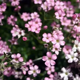 gypsophila-gipsowka-pacifica-pink-rozowa-1-szt-bylina-sadzonka-sadzonki