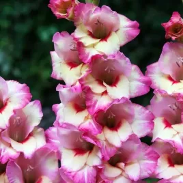 gladiolus-mieczyk-bambino-novara-5-szt-cebulki-cebule-kwiaty