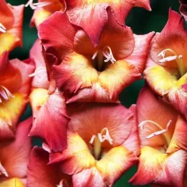 gladiolus-mieczyk-bambino-michele-5-szt-cebulki-cebule-kwiaty