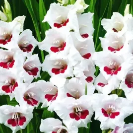 gladiolus-mieczyk-fiorentina-xxl-5-szt-14-16-cebule-cebulki