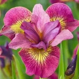 irys-sibirica-syberyjski-ruby-gold-1-szt-bylina-sadzonka-sadzonki