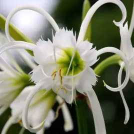 hymenocallis-festalis-ismena-blonczatka-1-szt-cebule-cebulki