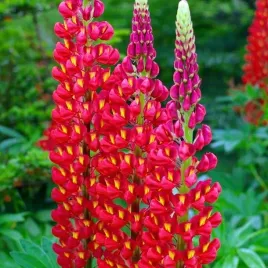 lupinus-lubin-trwaly-czerwony-1-szt-bylina-sadzonka-sadzonki