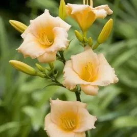 hemerocallis-liliowiec-mini-pearl-1-szt-bylina-sadzonka-sadzonki