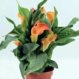 zantedeschia-kalla-kalia-qatar-1-szt-cebule-cebulki
