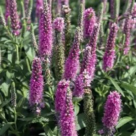 veronica-spicata-przetacznik-rozowy-1-szt-cebule-cebulki
