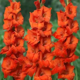 gladiolus-mieczyk-wielkokwiat-hunting-song-5-szt-cebule-cebulki