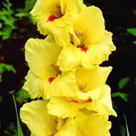 gladiolus-mieczyk-platini-5-szt-cebulki-cebule-kwiaty