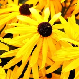 rudbeckia-speciosa-rudbekia-okazala-1-szt-sadzonka-sadzonki