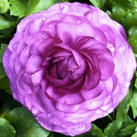 ranunculus-jaskier-fioletowy-5-szt-cebulki-cebule-kwiaty
