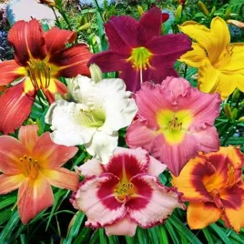 hemerocallis-liliowiec-mieszanka-mix-5-szt-sadzonki-byliny-klacza