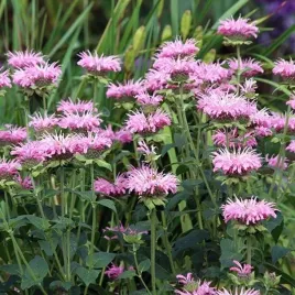 monarda-pysznoglowka-croftway-pink-1-szt-bylina-sadzonka-sadzonki