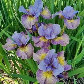 irys-sibirica-syberyjski-sun-comes-up-1-szt-bylina-sadzonka-sadzonki