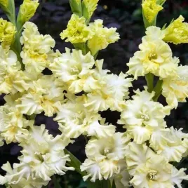 mieczyk-karbowany-egzotyczny-lemon-frizzle-5-szt-cebulki-cebule-kwiaty