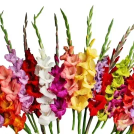 gladiolus-mieczyk-na-kwiat-ciety-mix-50-szt-cebule-cebulki