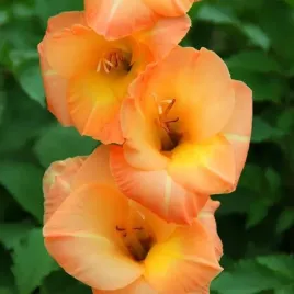 gladiolus-mieczyk-royal-class-5-szt-cebulki-cebule-kwiaty