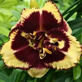 hemerocallis-liliowiec-tiger-blood-1-szt-sadzonka-bylina-klacze