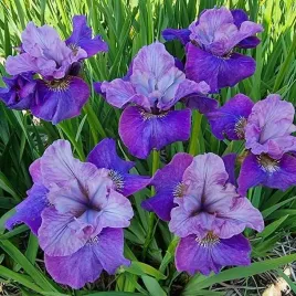 irys-sibirica-syberyjski-star-lion-1-szt-bylina-sadzonka-sadzonki