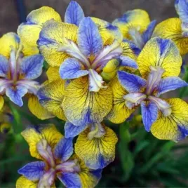 irys-sibirica-syberyjski-tipped-in-blue-1-szt-bylina-sadzonka-sadzonki