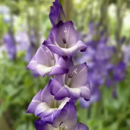 gladiolus-mieczyk-blue-storm-5-szt-cebulki-cebule-kwiaty