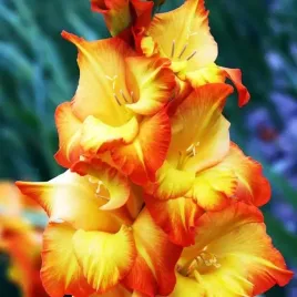 gladiolus-mieczyk-sunshine-5-szt-cebulki-cebule-kwiaty